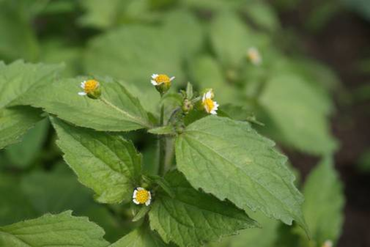 Blühendes Franzosen- oder Knopfkraut
