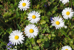 Blühende Gänseblümchen