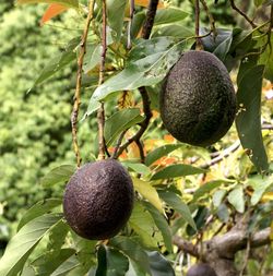 Zwei reife braune Avocados am Baum