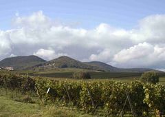 Panoramabild mit Weinbergen und Bergen im Hintergrund