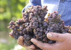 Getrocknete Beeren in zwei Händen