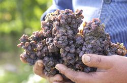 Getrocknete Beeren in zwei Händen