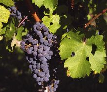 Cabernet Sauvignon-Traube am Stock