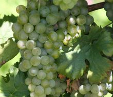 Müller-Thurgau-Trauben am Stock