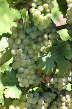 Müller-Thurgau-Trauben am Stock