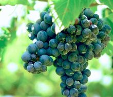 Syrah-Traube am Stock