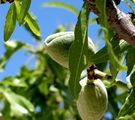 Mandelbaumzweig mit zwei grünen Früchten