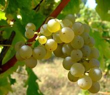 Sauvignon blanc-Traube am Stock
