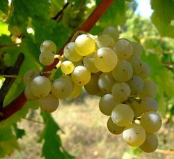 Sauvignon blanc-Traube am Stock