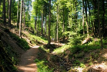 Pfalz Waldbaden