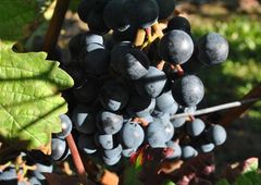 Rote Traube am Stock